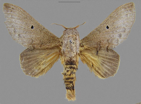 /filer/webapps/moths/media/images/E/epipolia_Gastroplakaeis_HT_CMNH.jpg