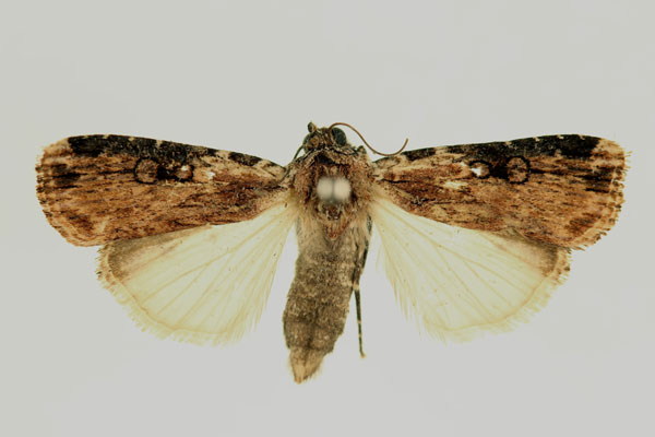 /filer/webapps/moths/media/images/E/epipyria_Amazonides_AF_RMCA.jpg