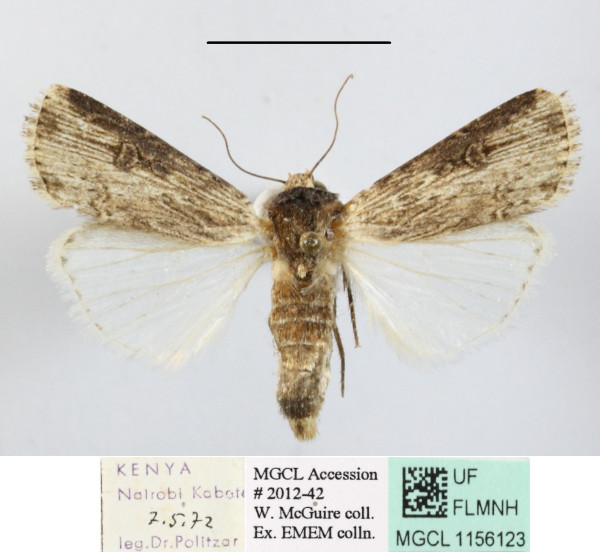 /filer/webapps/moths/media/images/E/epipyria_Amazonides_A_MGCLa_01.JPG