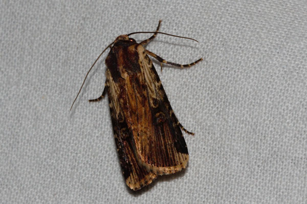 /filer/webapps/moths/media/images/E/epipyria_Amazonides_A_Riddell_01.jpg