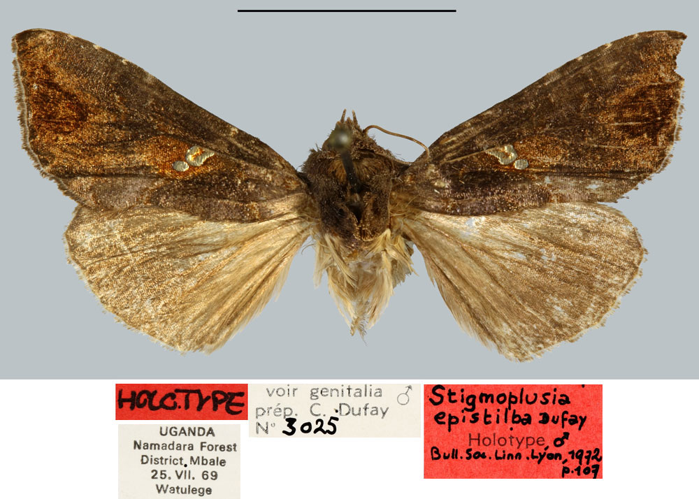 /filer/webapps/moths/media/images/E/epistilba_Stigmoplusia_HT_MNHN.jpg