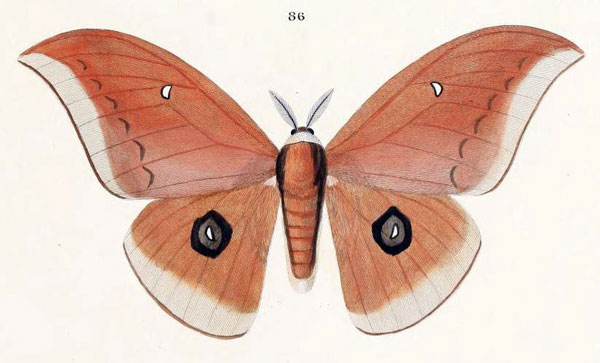 /filer/webapps/moths/media/images/E/epithyrena_Bunaea_HT_Maassen_86.jpg