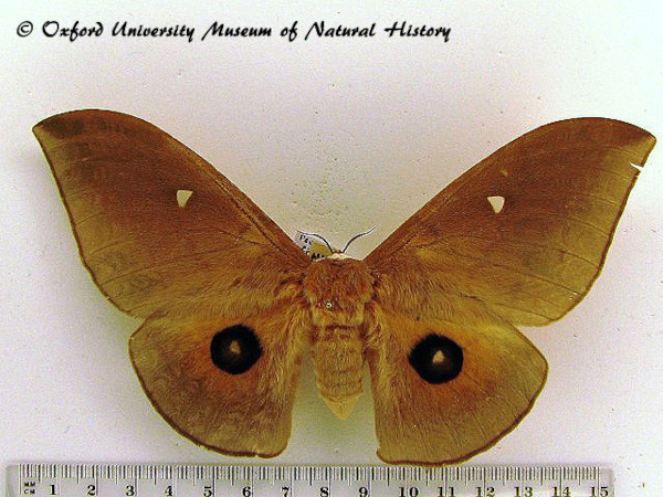 /filer/webapps/moths/media/images/E/epithyrena_Pseudobunaea_AF_OUMNH_03.jpg