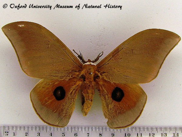 /filer/webapps/moths/media/images/E/epithyrena_Pseudobunaea_AM_OUMNH_01.jpg