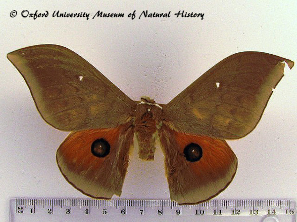 /filer/webapps/moths/media/images/E/epithyrena_Pseudobunaea_AM_OUMNH_02.jpg