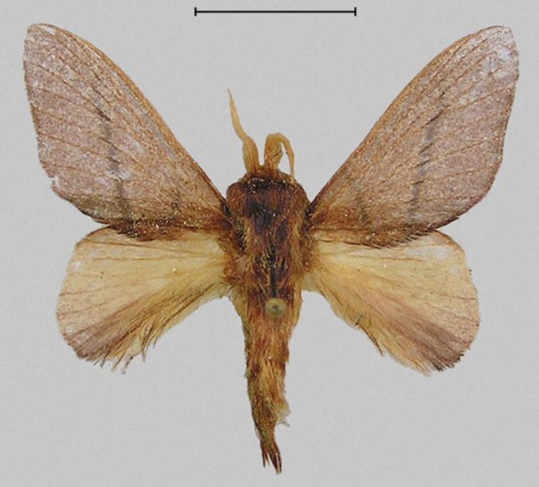 /filer/webapps/moths/media/images/E/eponine_Gonotrichidia_HT_Mueller.jpg