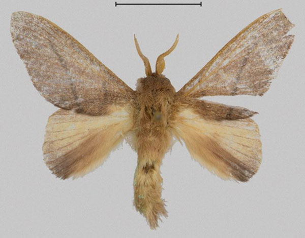 /filer/webapps/moths/media/images/E/eponine_Gonotrichidia_PTM_Mueller.jpg