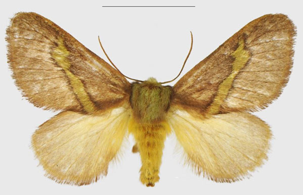 /filer/webapps/moths/media/images/E/epsteini_Latoia_PTF_ANHRT.jpg