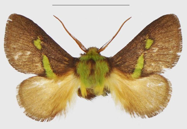 /filer/webapps/moths/media/images/E/epsteini_Latoia_PTM_ANHRT.jpg