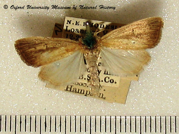 /filer/webapps/moths/media/images/E/epunctifera_Sesamia_A_OUMNH_01.jpg