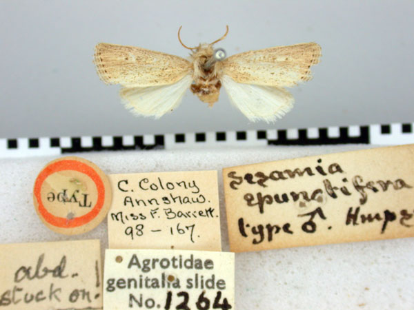 /filer/webapps/moths/media/images/E/epunctifera_Sesamia_ST_BMNH.jpg