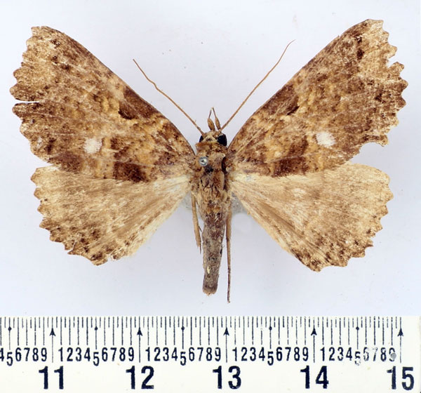 /filer/webapps/moths/media/images/E/equatorialis_Sypnoides_AF_BMNH.jpg