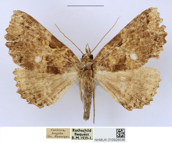 /filer/webapps/moths/media/images/E/equatorialis_Sypnoides_AF_BMNH_zAgqdWD.jpg