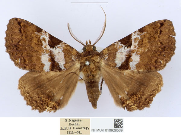 /filer/webapps/moths/media/images/E/equatorialis_Sypnoides_AM_BMNH_Y2oVCrM.jpg