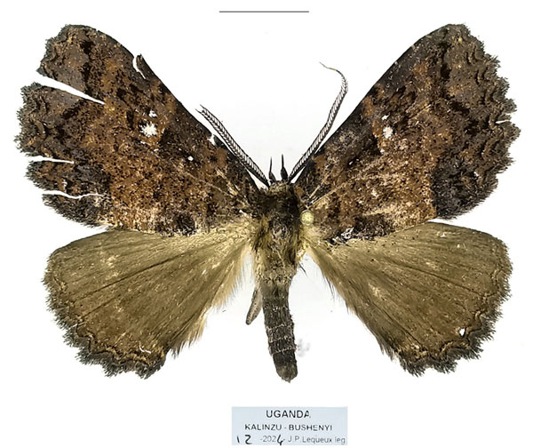/filer/webapps/moths/media/images/E/equatorialis_Sypnoides_AM_Basquin_01a.jpg