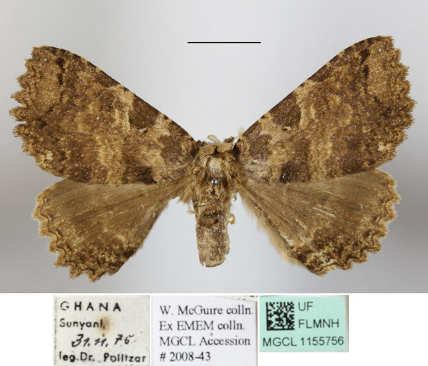 /filer/webapps/moths/media/images/E/equatorialis_Sypnoides_A_MGCLa_01.JPG