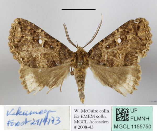 /filer/webapps/moths/media/images/E/equatorialis_Sypnoides_A_MGCLa_02.JPG