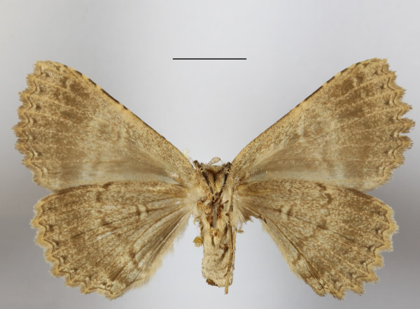 /filer/webapps/moths/media/images/E/equatorialis_Sypnoides_A_MGCLb_01.JPG