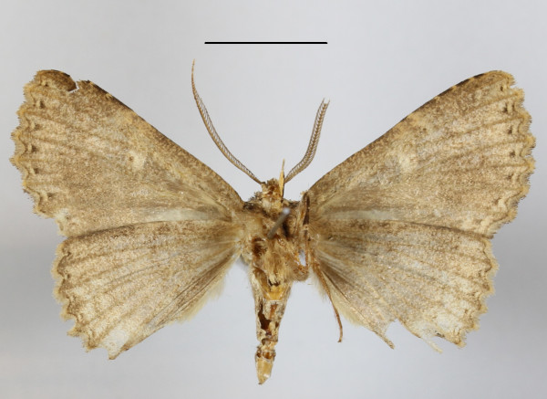 /filer/webapps/moths/media/images/E/equatorialis_Sypnoides_A_MGCLb_02.JPG