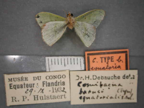 /filer/webapps/moths/media/images/E/equatorialis_barnsi_Comibaena_HT_RMCA_02.jpg
