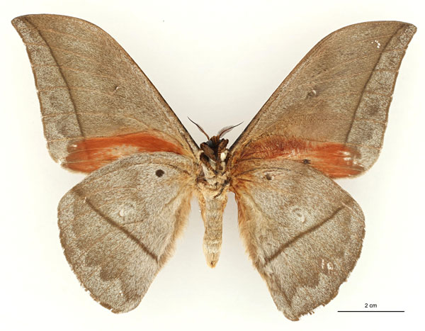 /filer/webapps/moths/media/images/E/equatoriensis_Lobobunaea_HT_RBINSb.jpg
