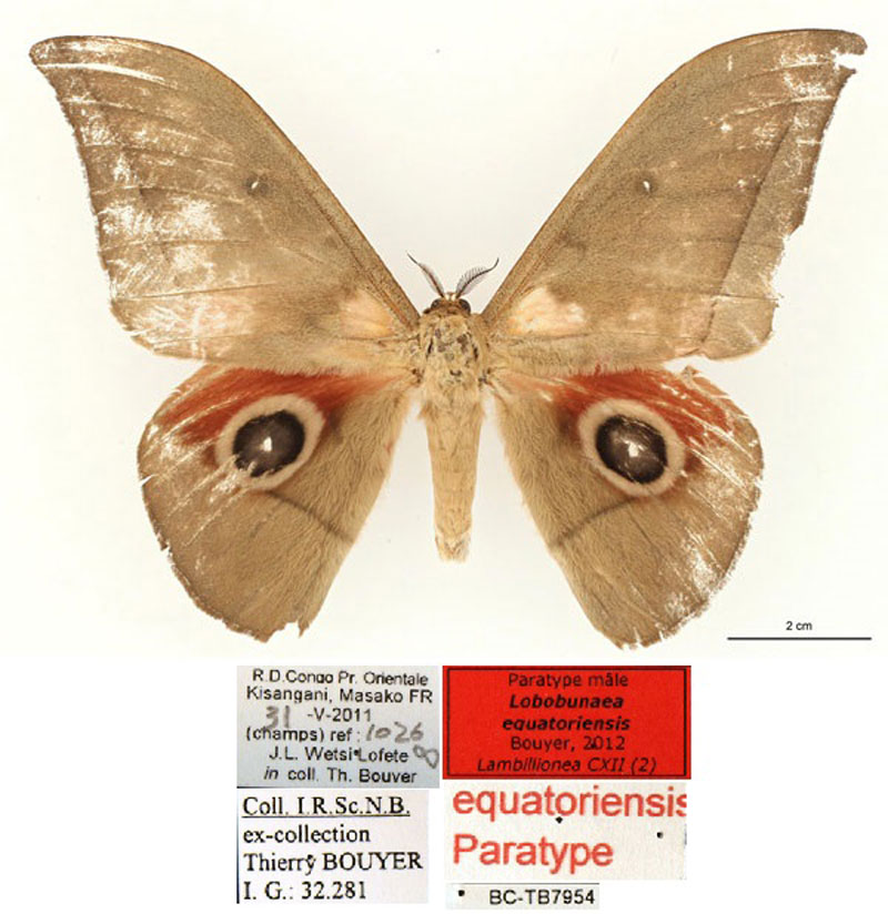 /filer/webapps/moths/media/images/E/equatoriensis_Lobobunaea_PT_RBINSa.jpg