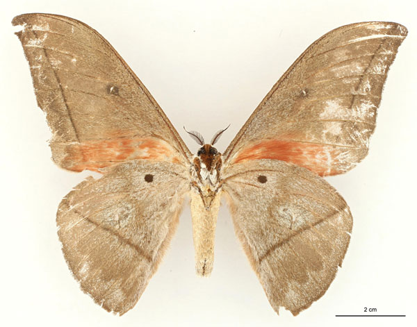 /filer/webapps/moths/media/images/E/equatoriensis_Lobobunaea_PT_RBINSb.jpg