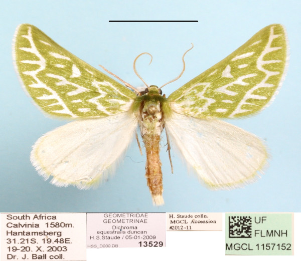 /filer/webapps/moths/media/images/E/equestralis_Dichroma_A_MGCL_01.JPG