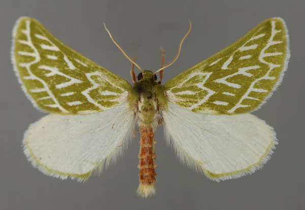 /filer/webapps/moths/media/images/E/equestralis_Dichroma_A_ZSM_01.jpg