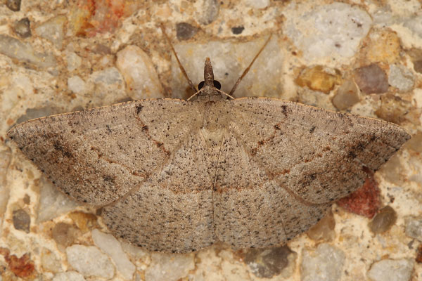 /filer/webapps/moths/media/images/E/equitaria_Panagropsis_A_Heyns_01b.jpg