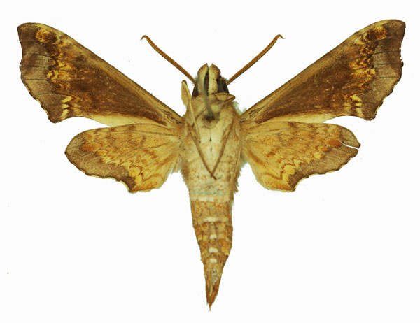 /filer/webapps/moths/media/images/E/eranga_Temnora_AM_Basquin_01b.jpg