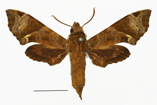 /filer/webapps/moths/media/images/E/eranga_Temnora_AM_Basquin_02a.jpg