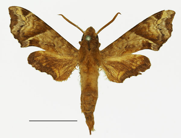 /filer/webapps/moths/media/images/E/eranga_Temnora_AM_Basquin_03a.jpg