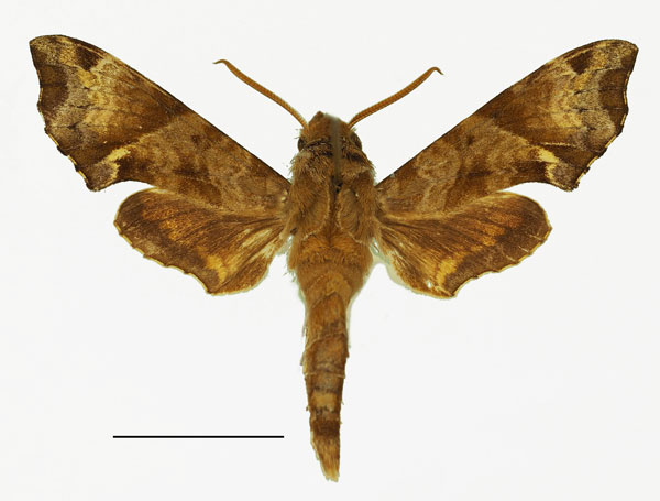 /filer/webapps/moths/media/images/E/eranga_Temnora_AM_Basquin_04a.jpg