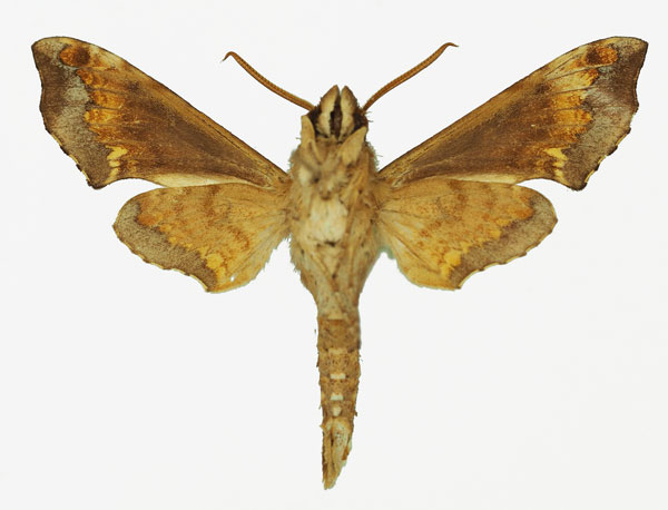 /filer/webapps/moths/media/images/E/eranga_Temnora_AM_Basquin_04b.jpg
