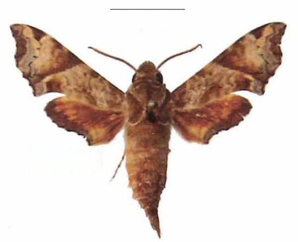 /filer/webapps/moths/media/images/E/eranga_Temnora_AM_EMEM.jpg