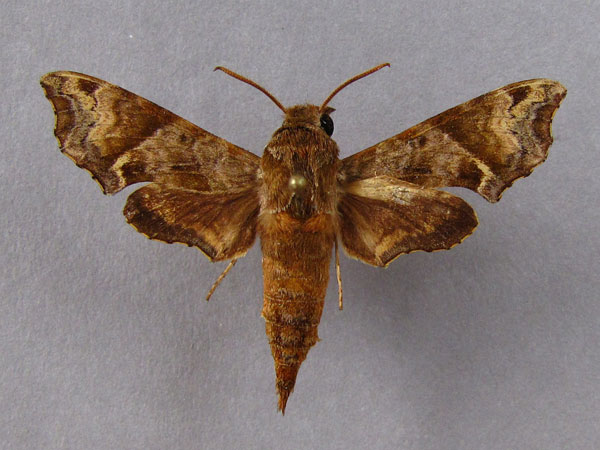/filer/webapps/moths/media/images/E/eranga_Temnora_A_Baron_01.jpg