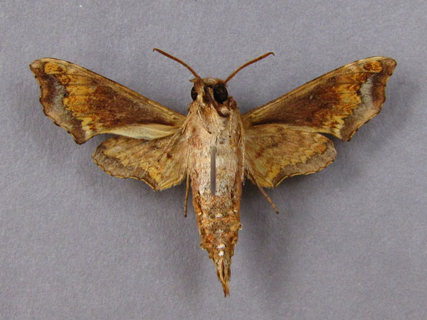 /filer/webapps/moths/media/images/E/eranga_Temnora_A_Baron_02.jpg