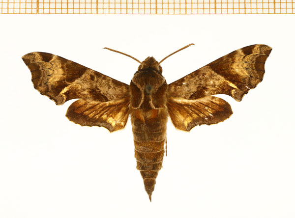 /filer/webapps/moths/media/images/E/eranga_Temnora_A_DePrins.jpg