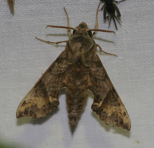 /filer/webapps/moths/media/images/E/eranga_Temnora_A_Jorpeland.jpg