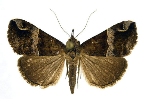 /filer/webapps/moths/media/images/E/erastrialis_Dichromia_A_NHMO.jpg