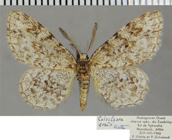 /filer/webapps/moths/media/images/E/erato_Colocleora_AM_ZSMa.jpg