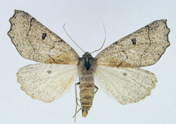 /filer/webapps/moths/media/images/E/erebaria_Aethiopodes_AF_TMSA.jpg