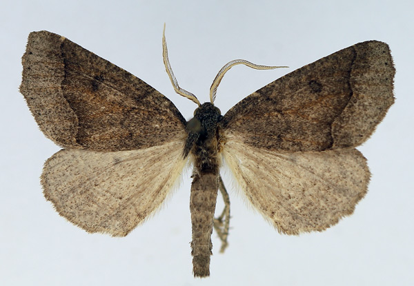 /filer/webapps/moths/media/images/E/erebaria_Aethiopodes_AM_TMSA.jpg