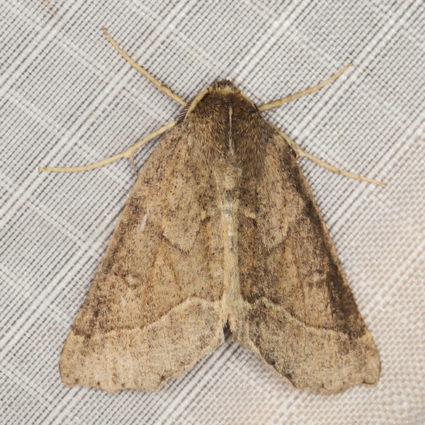 /filer/webapps/moths/media/images/E/erebaria_Aethiopodes_A_Heyns_01.JPG