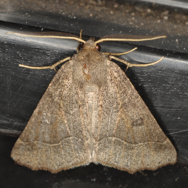 /filer/webapps/moths/media/images/E/erebaria_Aethiopodes_A_Heyns_02.JPG