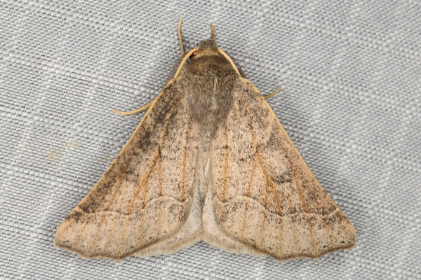 /filer/webapps/moths/media/images/E/erebaria_Aethiopodes_A_Heyns_03.JPG