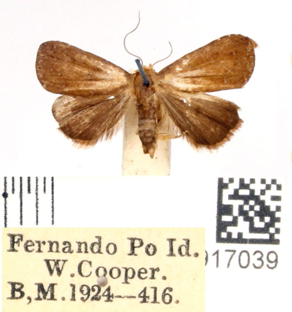/filer/webapps/moths/media/images/E/erebina_Rivula_AM_BMNH.jpg