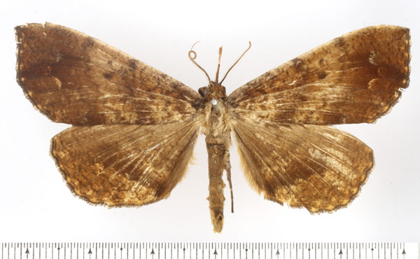 /filer/webapps/moths/media/images/E/ereboides_Deinypena_AM_BMNH.jpg