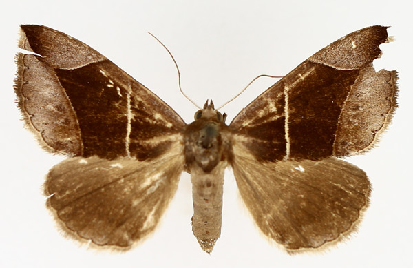 /filer/webapps/moths/media/images/E/erecta_Dysgonia_AF_TMSA_02.jpg